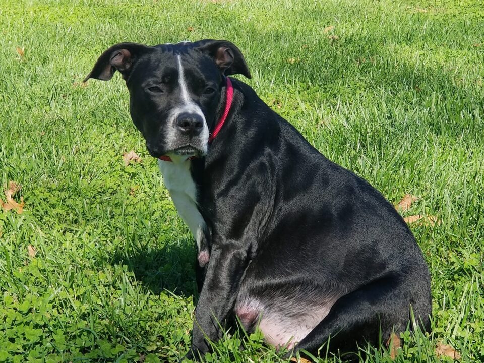 Sailor Moon rests in the grass before she begins labor.