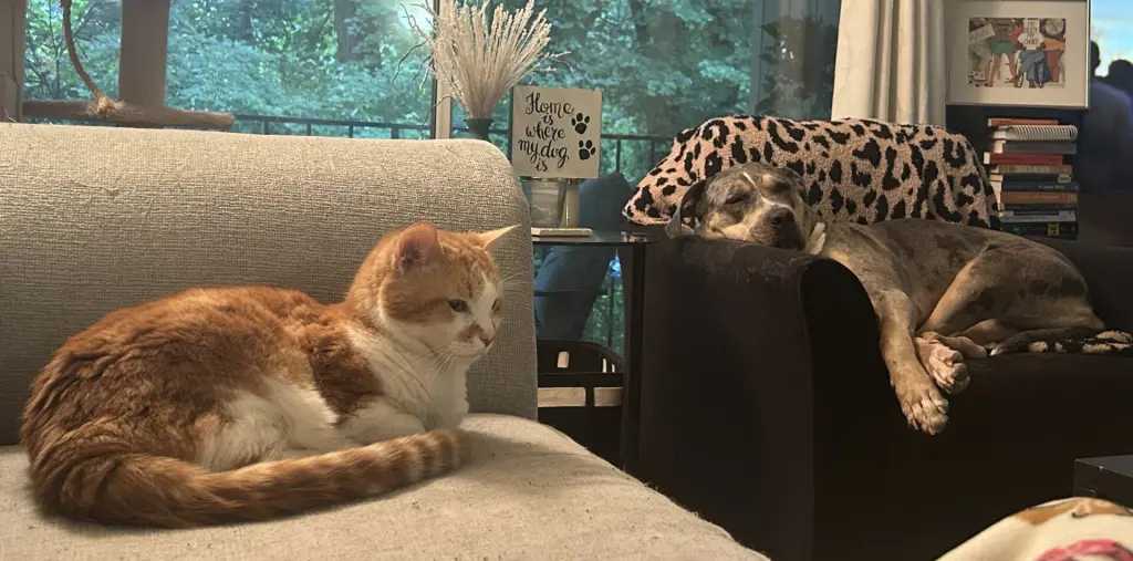Affable Arnold - Friends of the Fairfax County Animal Shelter